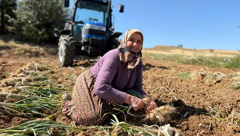 Selenyum Cenneti: Tarladan Günde 1200 Liraya Satılan Mucizevi Ürün