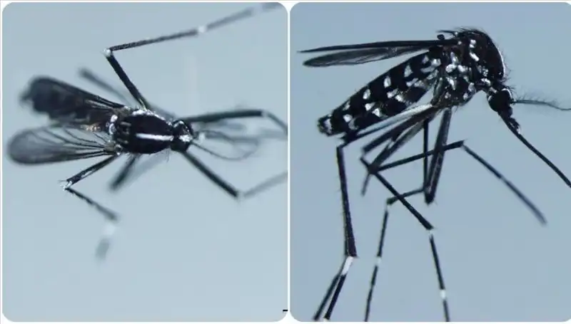 Chikungunya Virüsü Hakkında Bilmeniz Gerekenler ve Etkilediği Ülkeler