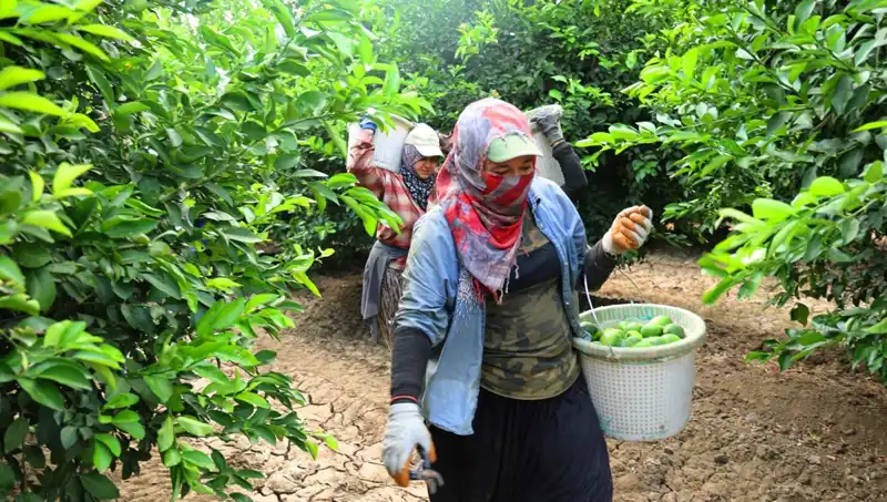 Markette Kilosu 150 Lirayı Aşan Ürünlerin Fiyatları Düşecek mi?