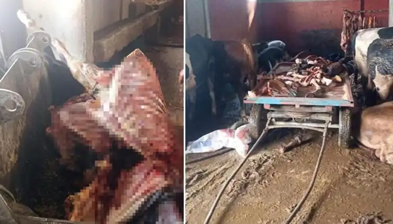 Adana'da 2,5 Ton At Eti Operasyonu: Son Anda 4 At Kurtarıldı!