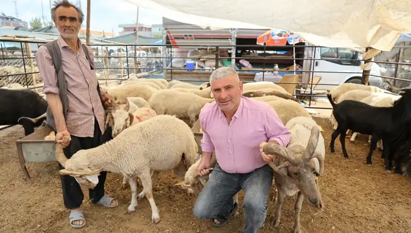 Kurban Pazarında Göz Dolduran 4 Boynuzlu Koçlar İlgiyi Üzerine Çekiyor