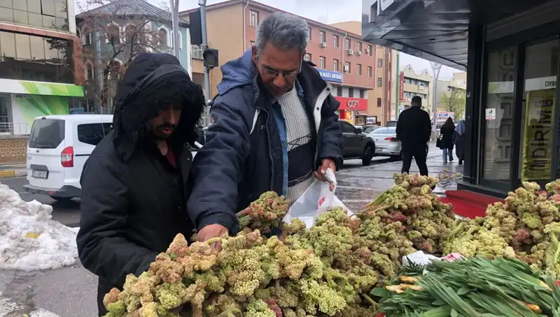 Kendiliğinden Yetişen Bu Bitki, Kanserle Mücadelede Yeni Bir Umut Olabilir