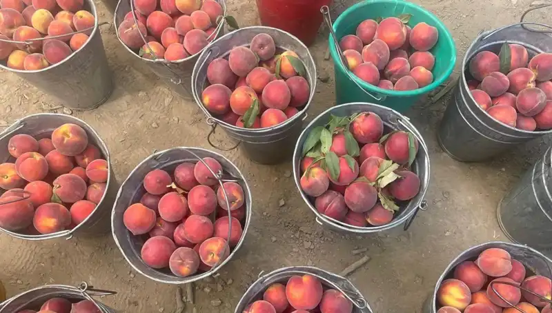 Hasat Mevsimi Geldi! Çiftçiler Fiyatlardan Memnun, Kilogram 100 Lirayı Geçti