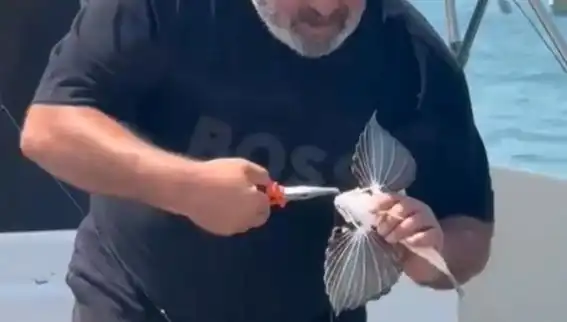 Saros'ta Nadir Görülen Kırlangıç Balığı Oltaya Takıldı: Balıkçılar Harekete Geçti!