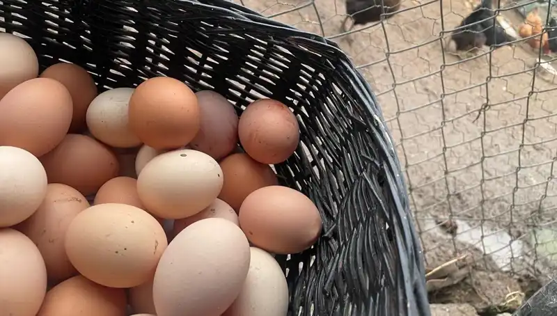 Eğitim Dönemine Özel: Okula Başlayanlar İçin Uygun Fiyatlı Protein Seçenekleri