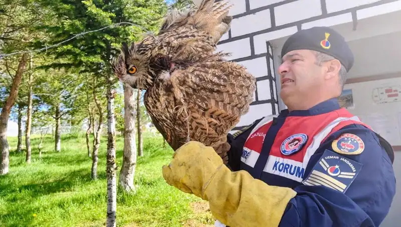 Dikenli Tellere Takılan Puhu, Şimdi Sağlıkla Yeniden Uçacak