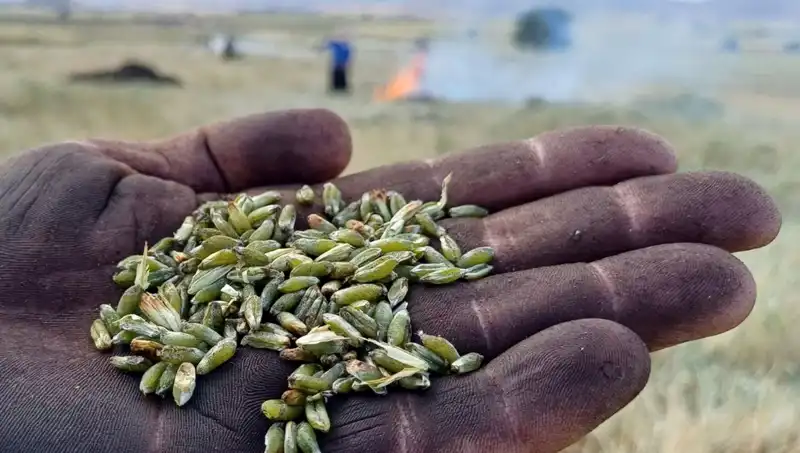 Firik Sezonu Başladı: Sağlık ve Lezzeti Bir Arada Sunuyor