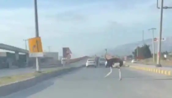 Trafikte Deve Kuşu Görülmesi: Sürücüler Ne Yapacağını Şaşırdı!
