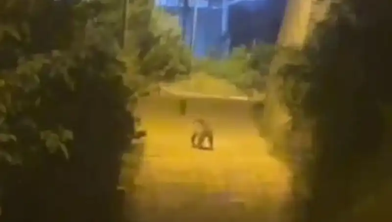 Gümüşhane'de Şehir Merkezine İnen Ayı, Vatandaşları Büyüledi