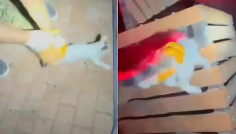 Gece Yarısı İtfaiye Ekipleri Kedi Kurtarma Operasyonu ile İhtiyaç Sahibi Oldu
