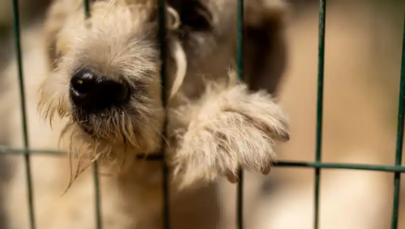 İş Stresi Köpekleri De Vuruyor: Hayvanlar da Etkileniyor