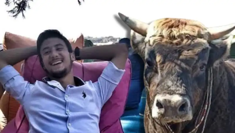 Aydın'da Korkunç Olay! Güreş Boğası İnsan Hayatını Kaybettirdi