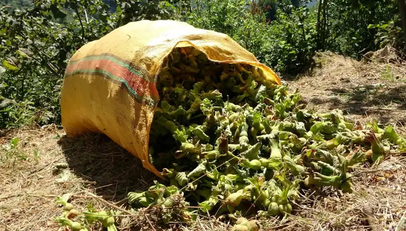 Giresun'da Fındık Hasadı Başladı: Çiftçiler Hazır, Rekolte Beklentileri Yükseliyor