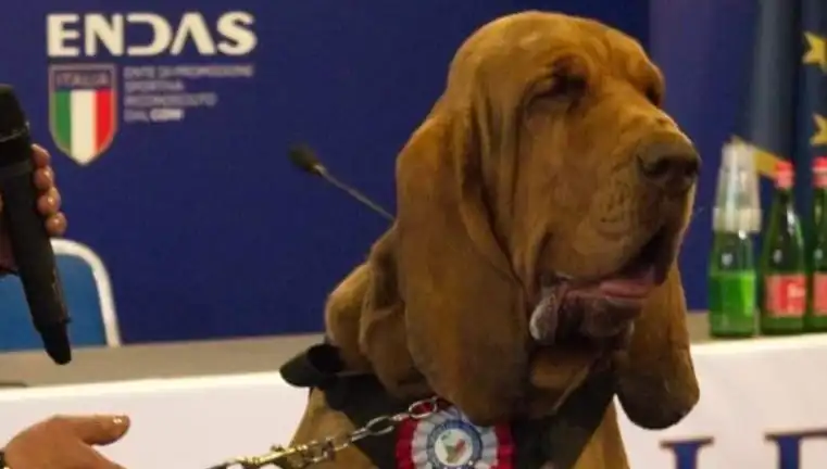 Arama Köpeğine Çivili Sosisle Suikast: Güvenlik ve Etik Üzerine Tartışmalar