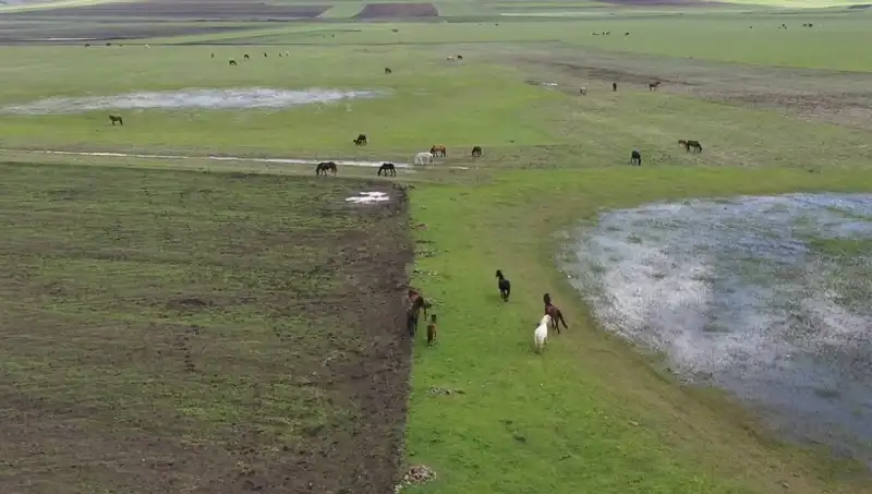 Kars'ın Doğal Güzelliklerinde Yılkı Atlarıyla Büyüleyici Bir Manzara