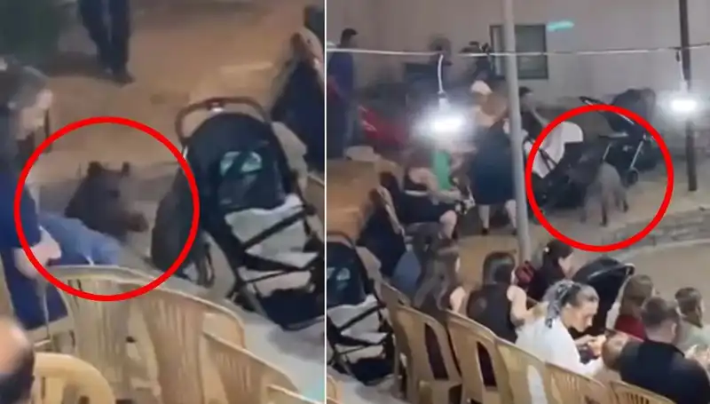 Düğün Törenine Giren Yaban Domuzu, Davetlileri Korkuttu!