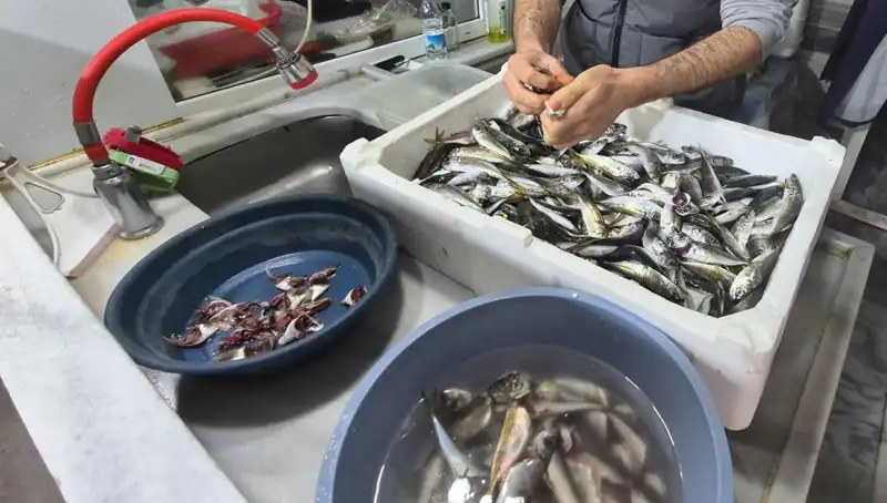 Marmara Denizi’ndeki Müsilaj Sorunu Balıkçılığı Tehdit Ediyor